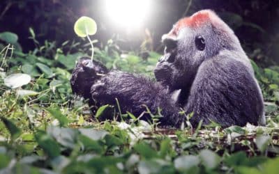 GANESHAFLOW – Die Kunst, loszulassen, ohne sich zu verlieren.